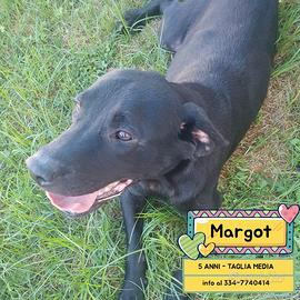 Margot cagnolina 5 anni taglia media adozione