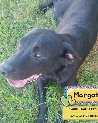 Margot cagnolina 5 anni taglia media adozione