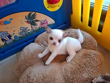 Chihuahua maschio con Pedigree