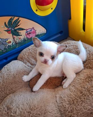 Chihuahua maschio con Pedigree