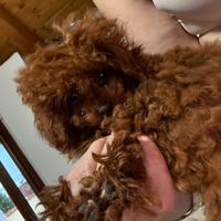 Teacup asiatico originale Cina 6 mesi o, femmina