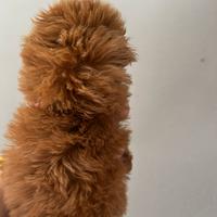 Barboncini mini Toy red di due mesi