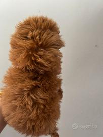 Barboncini mini Toy red di due mesi