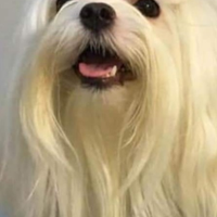 Ultima cucciola Maltese anallergica