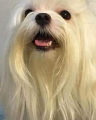 Ultima cucciola Maltese anallergica