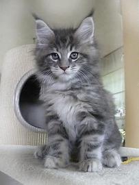 Maine coon con pedigree