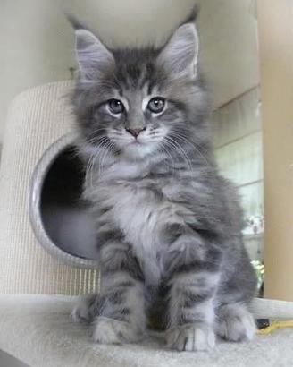 Maine coon con pedigree