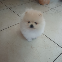 Spitz di pomerania nano maschietto Pedigree