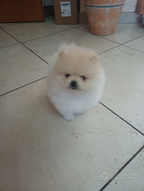 Spitz di pomerania nano maschietto Pedigree