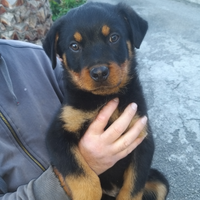 Cuccioli Rottweiler