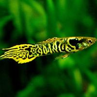 Yellow Tiger Endler Guppy