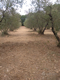 Vendita terreno agricolo