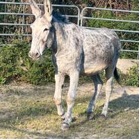 ASINO LINEA SUD AMERICANA disponibile per monte