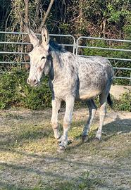 ASINO LINEA SUD AMERICANA disponibile per monte