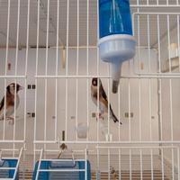 Cardellini major FOI 2024