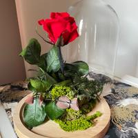 Rosa stabilizzata sotto campana di vetro