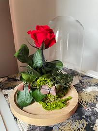 Rosa stabilizzata sotto campana di vetro
