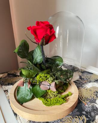 Rosa stabilizzata sotto campana di vetro