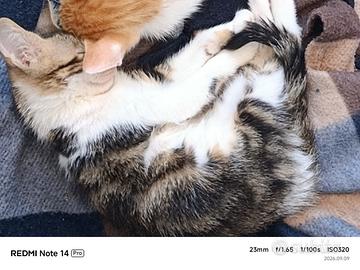 Gattina 4 mesi