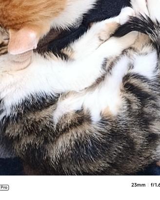 Gattina 4 mesi