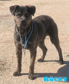 Cucciolone in adozione