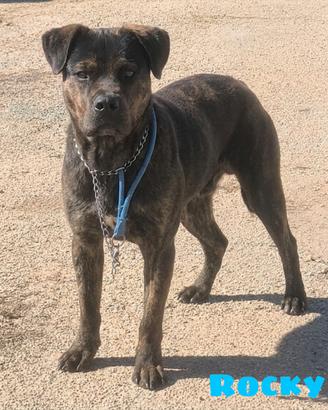 Cucciolone in adozione