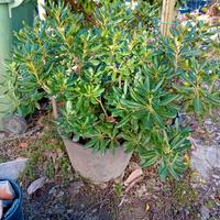 PIANTE DI PITTOSFORO IN VASO GRANDE