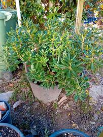 PIANTE DI PITTOSFORO IN VASO GRANDE