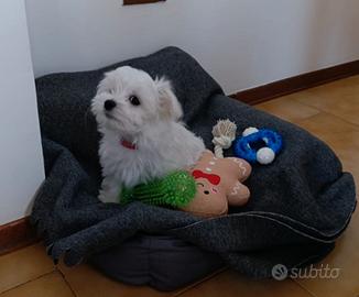 Maltese maschio cucciolo