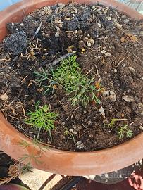 Pianta di aneto  verde  .