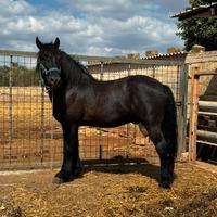 Stallone Incrocio Frisone