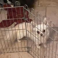 Chihuahua maschio