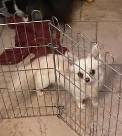 Chihuahua maschio