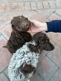 Cuccioli Lagotto Romagnolo