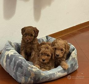 Cuccioli barboncino nano