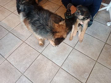 Ultima cucciola figlia di pastore tedesco nero foc