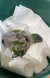 Pappagallo Lory fortis