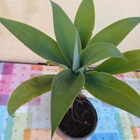 ALOE ATTENUATA 