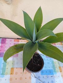 ALOE ATTENUATA 
