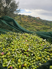 Terreno Agricolo - Uliveto 8.200 mq /Altavilla M