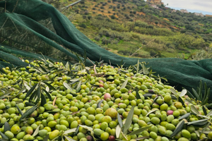 Terreno Agricolo - Uliveto 8.200 mq /Altavilla M