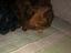 Immagine 5