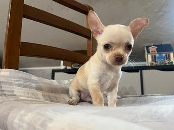 Cucciolo chihuahua machio