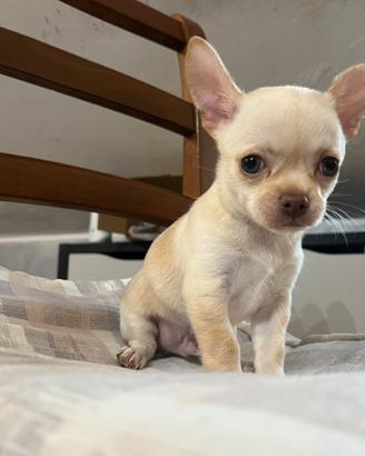 Cucciolo chihuahua machio