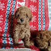 Barbonino Toy con pedigree Enci