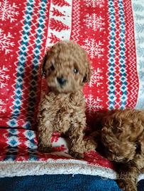 Barbonino Toy con pedigree Enci