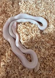 Pantherophis guttatus