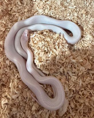 Pantherophis guttatus