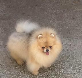 Pomerania femmina con pedigree enci