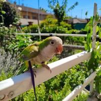 Pettorine per Pappagallo